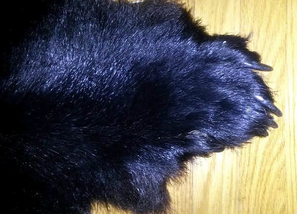 bear-paw