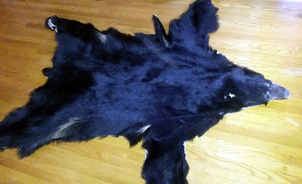 bear-pelt-full